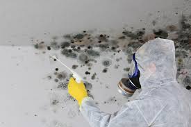 Best Mold Remediation for Healthcare Facilities in Hailey, ID